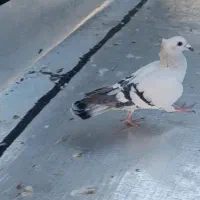 سلام دوتا کبوتر شامی کاکلی ماده درشت بدرنگ نر|پرنده|الوند, |دیوار