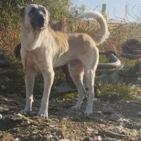 سگ سرابی اصیل