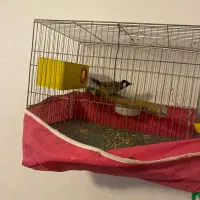 پرنده سخنگو