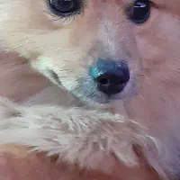 سگ برای جفت گیری