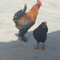 خروس دیلگونی|حیوانات مزرعه|دهدشت, |دیوار