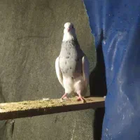 طوقی الماسی نر درشت|پرنده|قائمشهر, |دیوار