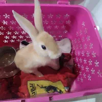 خرگوش|موش و خرگوش|سبزوار, قصبه شرقی|دیوار