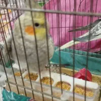 عروس هلندی دستی و رام با قیمتی بسیارمناسب|پرنده|کنگاور, |دیوار