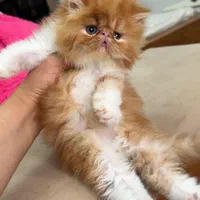 سرزمین گربه های اشرافی ( iran cats)|گربه|اهواز, زیتون کارمندی|دیوار