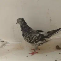 5عدد دم سفید کاکل همه هفترنگ معاوضه گرینچیک قناری|پرنده|مشهد, خواجه ربیع|دیوار