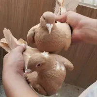 کفتر
