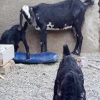 بزشیری با دوبزغاله نر