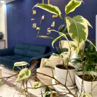 آموزش دستگاه‌های لیزر (آموزش لاین‌های پر سود)|خدمات آموزشی|اهواز, پادادشهر|دیوار