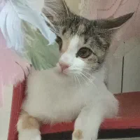 واگذاری گربه خانگی به صاحب مسئول و مهربان|گربه|تهران, سلیمانی|دیوار