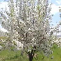 باغ-اطراف-گوذلدره