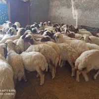بره ماده داشتی|حیوانات مزرعه|ماهیدشت, |دیوار