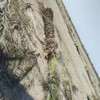 نخل و فسیل و نهال مرکبات