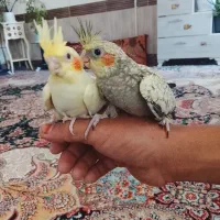 پرنده