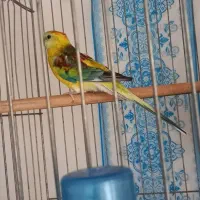 طوطی اوازخان/گرینچک