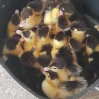 فروش بچه اردک اصلاحی ۵ روزه