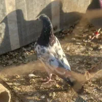 کبوتر تهرانی