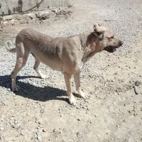 سگ نگهبان سراب