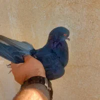 کبوتر کفتر گرفتنی