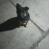 توله ماده ژرمن سه ماه|سگ|مشهد, امیریه|دیوار