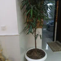 گل آمستر و گیاه بابا ادم