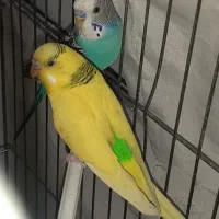 یک جفت مرغ عشق