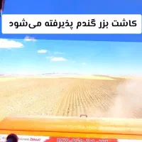کاشت گندم پذیرفته میشود