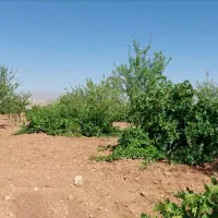 فروش باغ قره چمن قطعه هزار متری|فروش زمین و ملک کلنگی|شیراز, حومه شیراز|دیوار