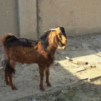 فروش بز مری نر|حیوانات مزرعه|سیب و سوران, |دیوار