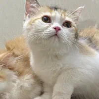 موبلند و موکوتاه