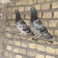 زاجر مسافتی