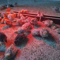 بلدرچین|حیوانات مزرعه|خسروشاه, |دیوار