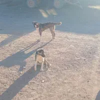 یکجف سگ گله