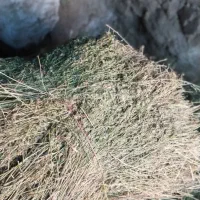 یونجه|لوازم جانبی حیوانات|ایجرود, |دیوار