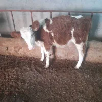 فروش سه راس گوساله نر