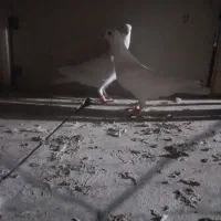 کبوتر یاهو یزدی اصیل به شرط