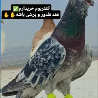 کفتر