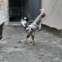 خروس چهل تاج گلین