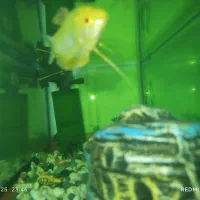 واگذاری ماهی