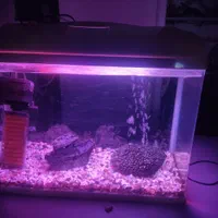 آکواریوم بهمراه لوازم|ماهی|لاهیجان, بازکیاگوراب|دیوار