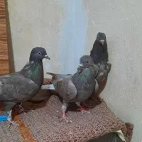 سه عدد تهرونی سنجابی دم سفید