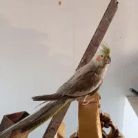 مرغ عشق خوب عالی|پرنده|بومهن, |دیوار