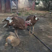 بقلمون۷ماه