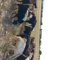 فروش ۵۰راس بزداشتیبااین شماره درخدمتیدم