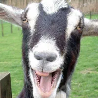 فروش بز آبستن