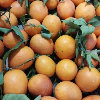 همکاری در میوه فروشی