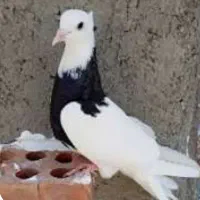 سه عدد کفتر سر بری