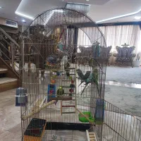 مرغ عشق