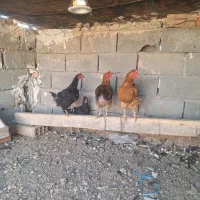 مرغ تخم گذار|حیوانات مزرعه|پاکدشت, خاتون آباد|دیوار