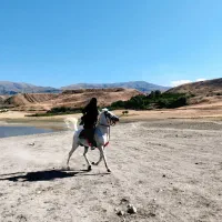 اسب نریان سالم و سرحال|اسب و تجهیزات اسب‌سواری|مشگین شهر, |دیوار